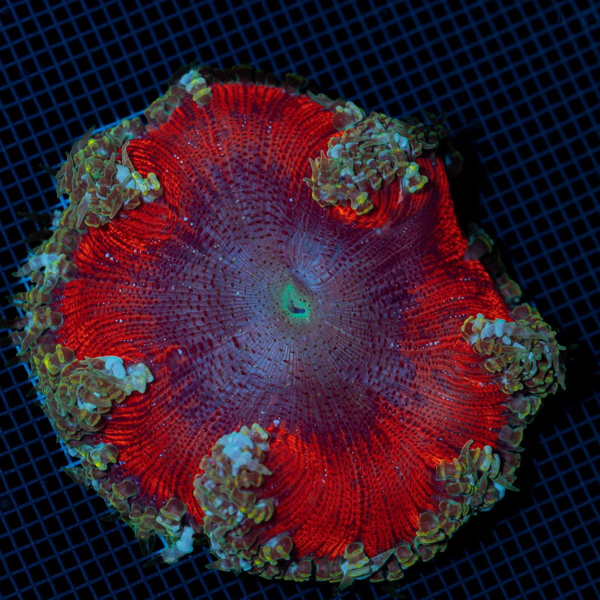 Rock Flower Anemone with colorful oral disc in reef aquarium