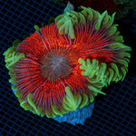 Rock Flower Anemone with colorful oral disc in reef aquarium