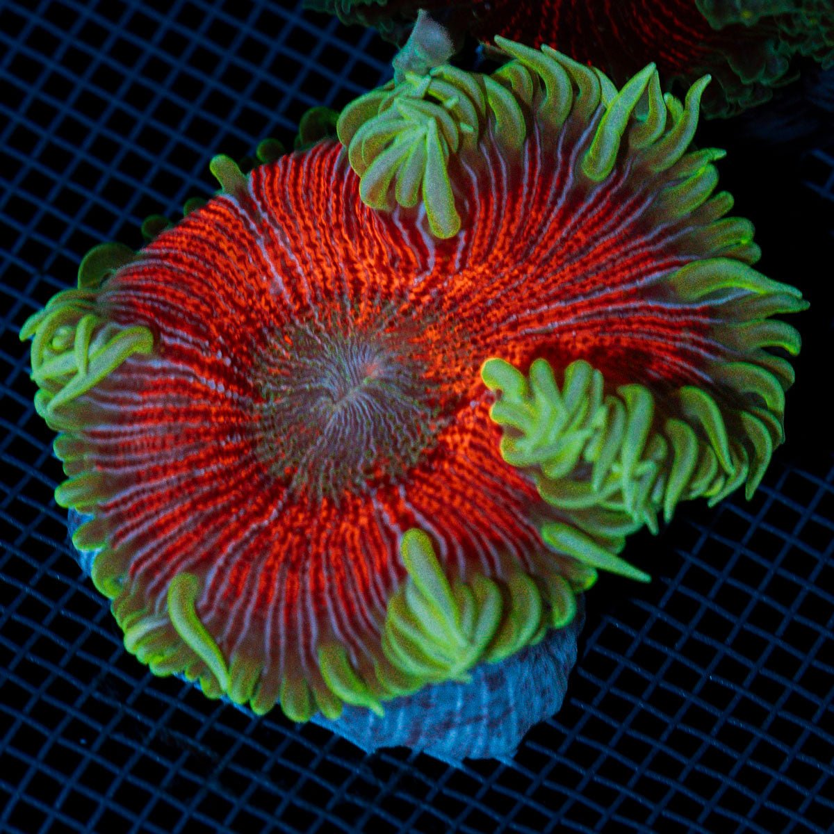 Rock Flower Anemone with colorful oral disc in reef aquarium