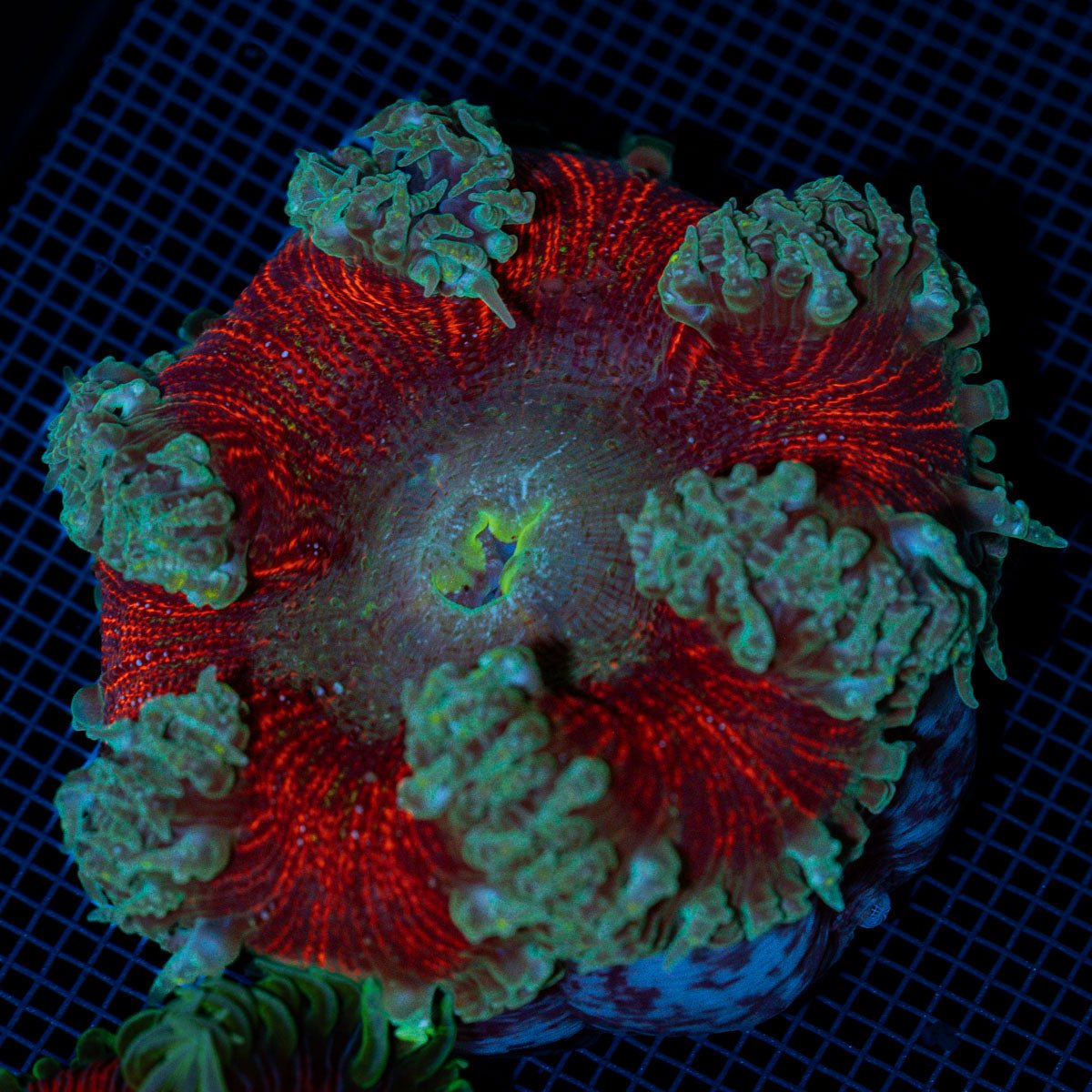 Rock Flower Anemone with colorful oral disc in reef aquarium