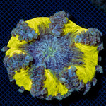 Rock Flower Anemone with colorful oral disc in reef aquarium