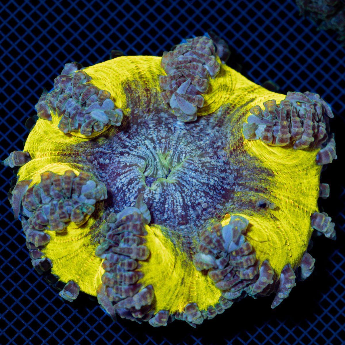 Rock Flower Anemone with colorful oral disc in reef aquarium