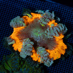 Rock Flower Anemone with colorful oral disc in reef aquarium