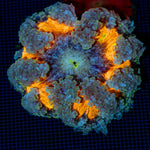 Rock Flower Anemone with colorful oral disc in reef aquarium