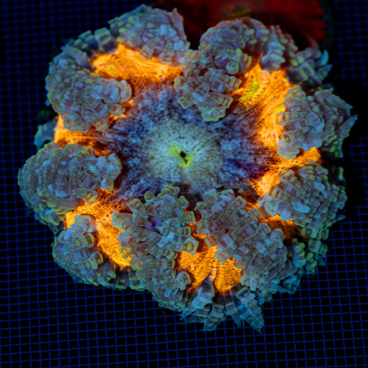 Rock Flower Anemone with colorful oral disc in reef aquarium