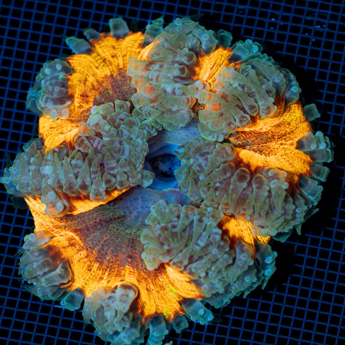Rock Flower Anemone with colorful oral disc in reef aquarium