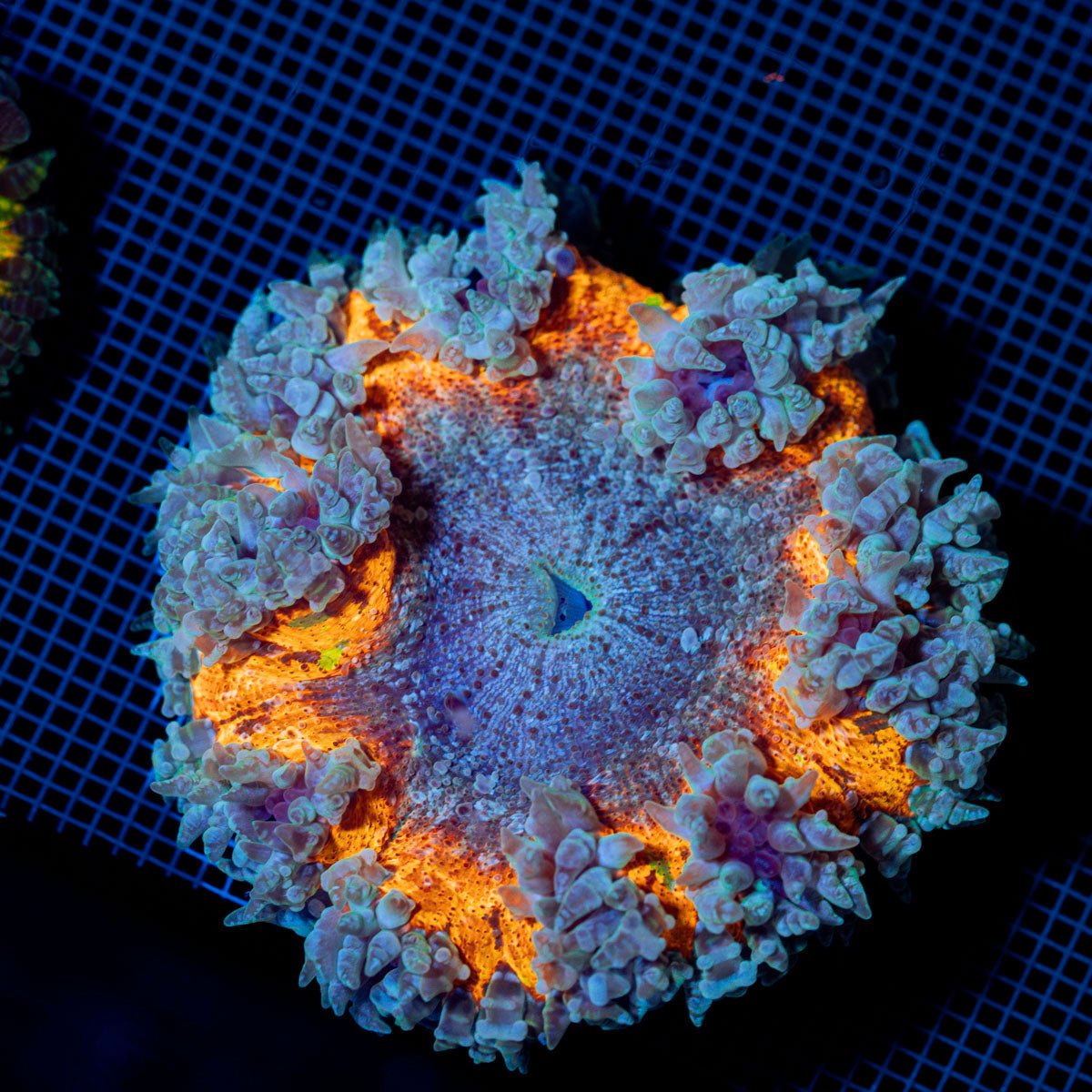 Rock Flower Anemone with colorful oral disc in reef aquarium