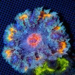 Rock Flower Anemone with colorful oral disc in reef aquarium