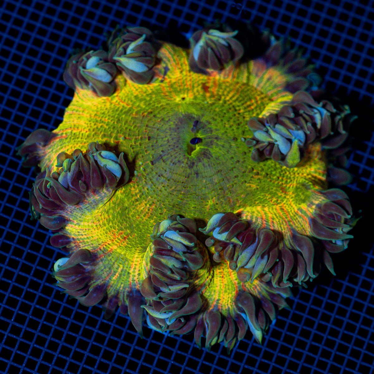Rock Flower Anemone with colorful oral disc in reef aquarium
