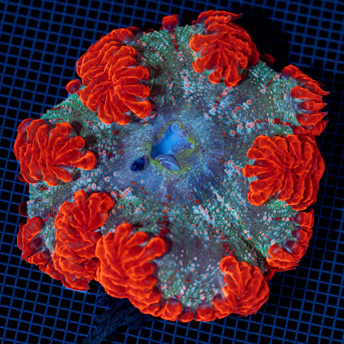 Rock Flower Anemone with colorful oral disc in reef aquarium