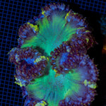Rock Flower Anemone with colorful oral disc in reef aquarium
