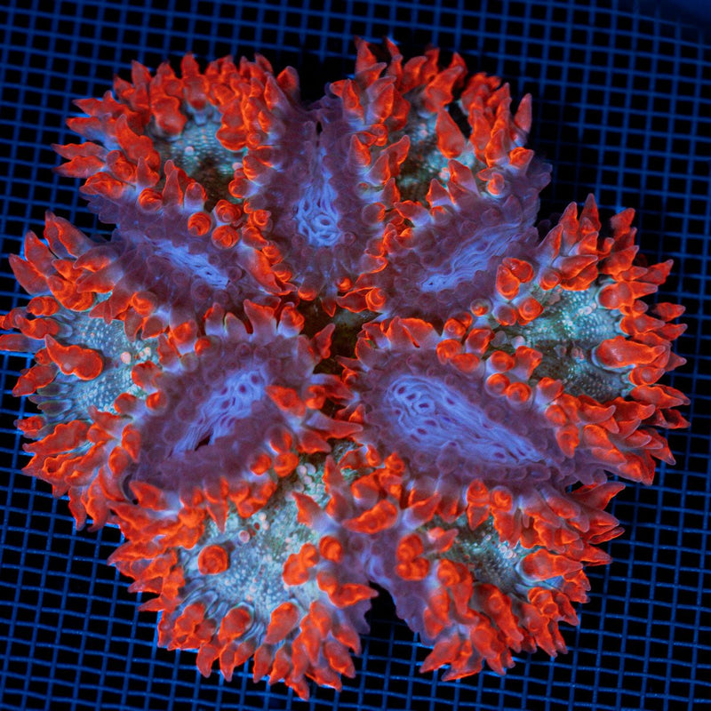 Rock Flower Anemone with colorful oral disc in reef aquarium