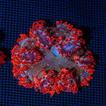 Rock Flower Anemone with colorful oral disc in reef aquarium