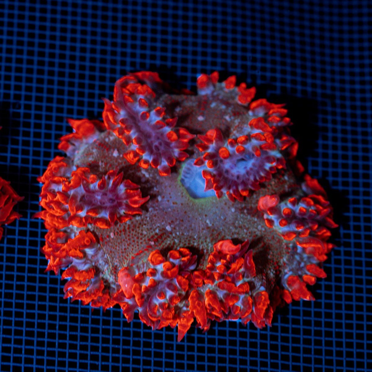 Rock Flower Anemone with colorful oral disc in reef aquarium