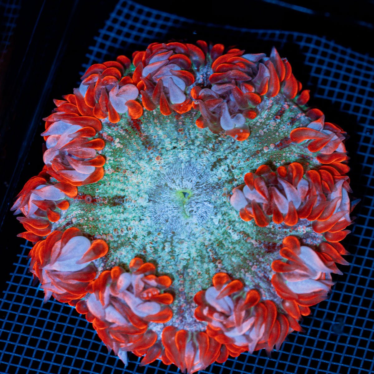 Rock Flower Anemone with colorful oral disc in reef aquarium