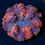 Rock Flower Anemone with colorful oral disc in reef aquarium
