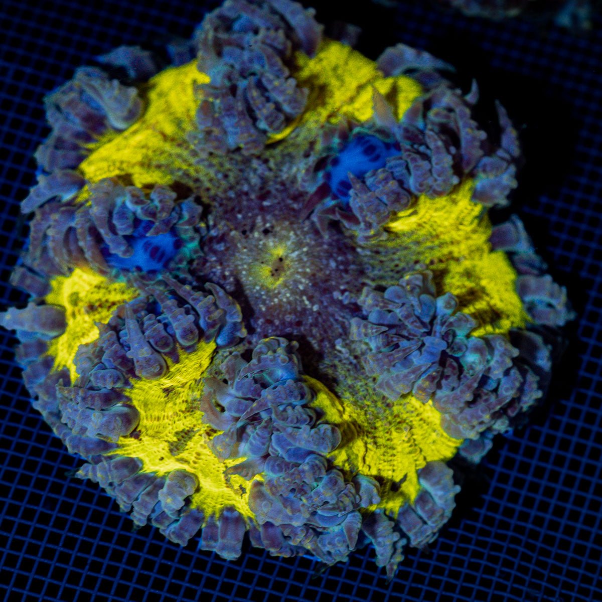 Rock Flower Anemone with colorful oral disc in reef aquarium