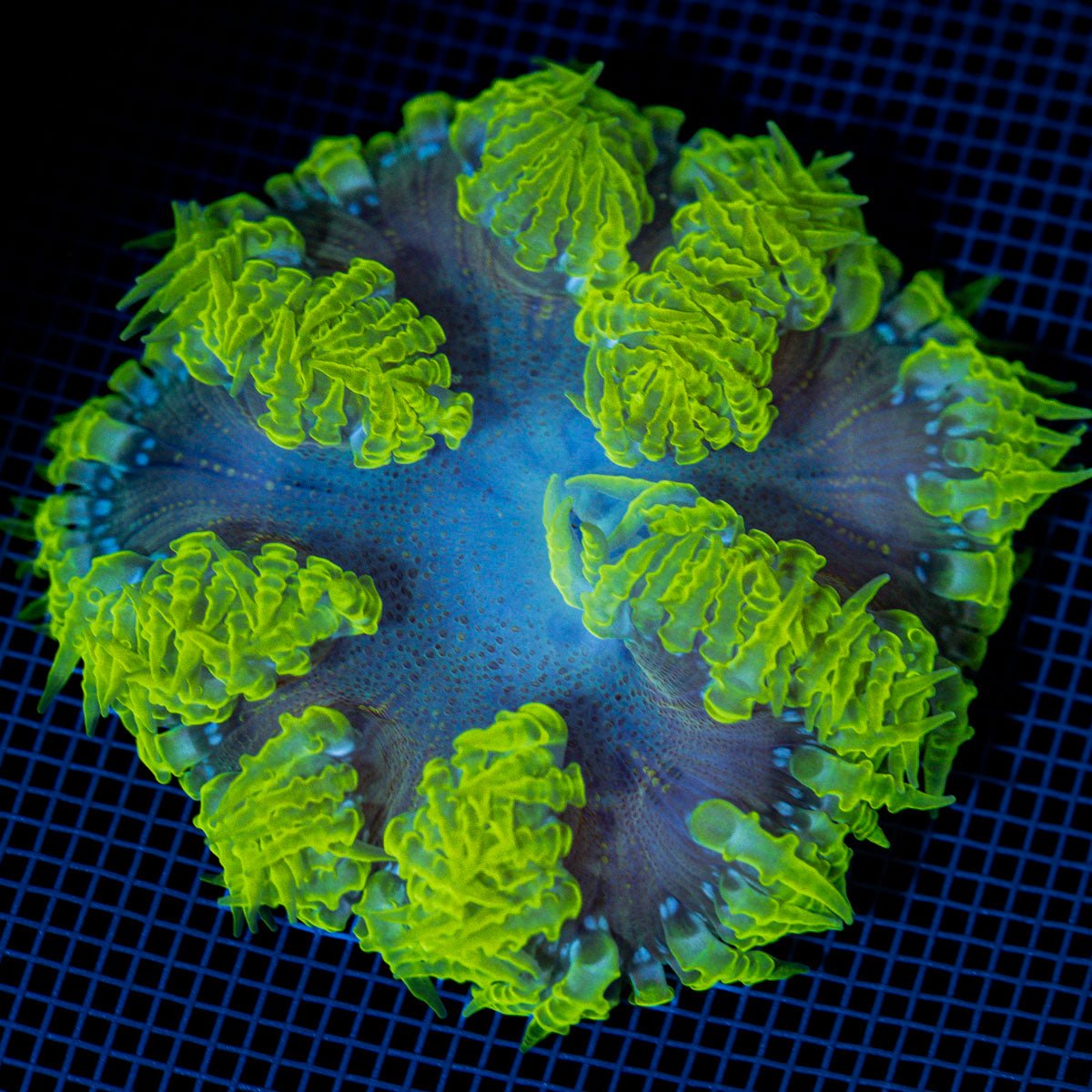 Rock Flower Anemone with colorful oral disc in reef aquarium