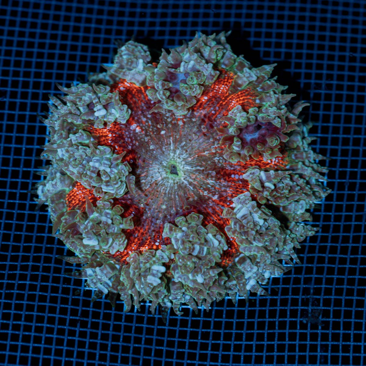 Rock Flower Anemone with colorful oral disc in reef aquarium