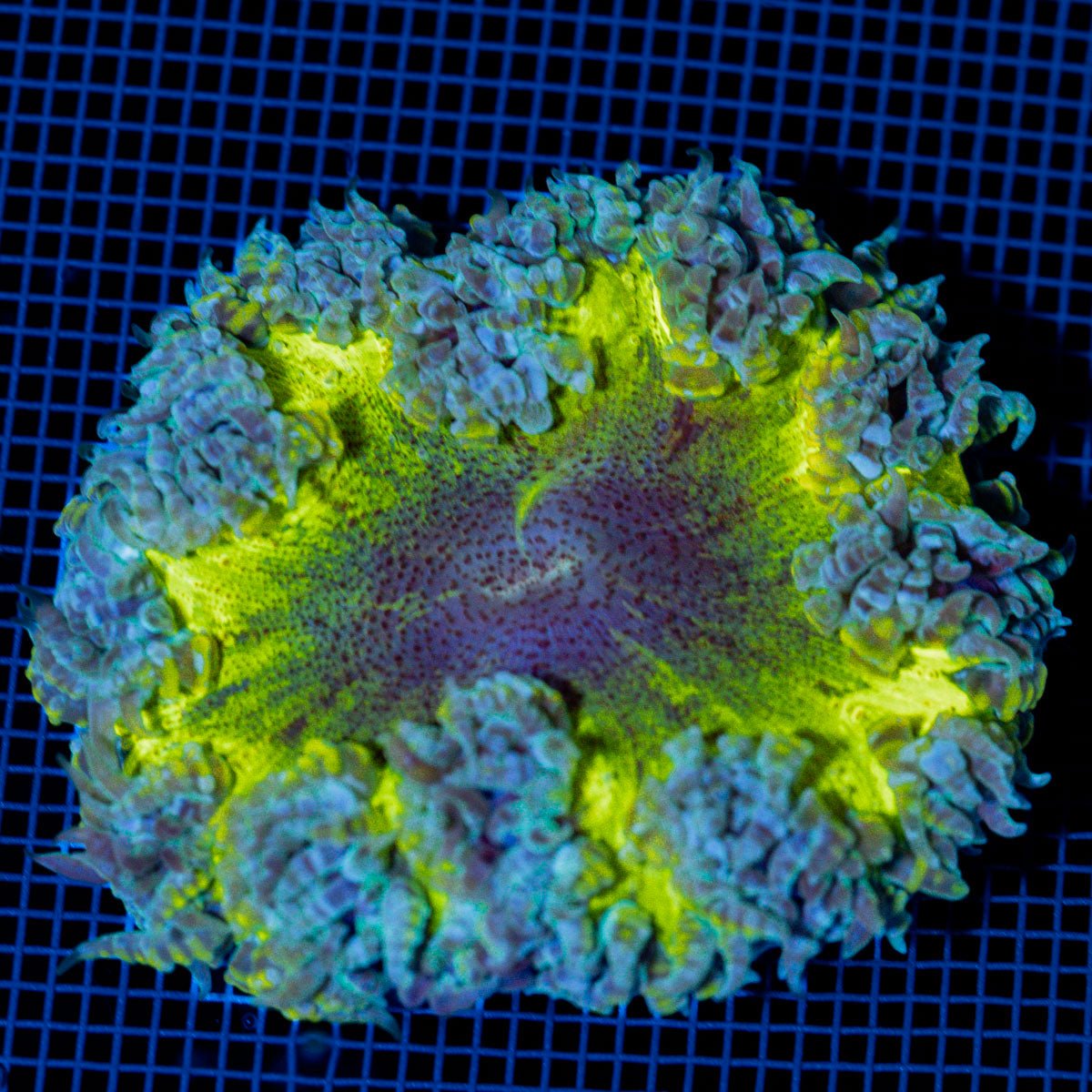 Rock Flower Anemone showcasing its oral disc in reef aquarium