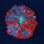 Rock Flower Anemone with colorful oral disc in reef aquarium
