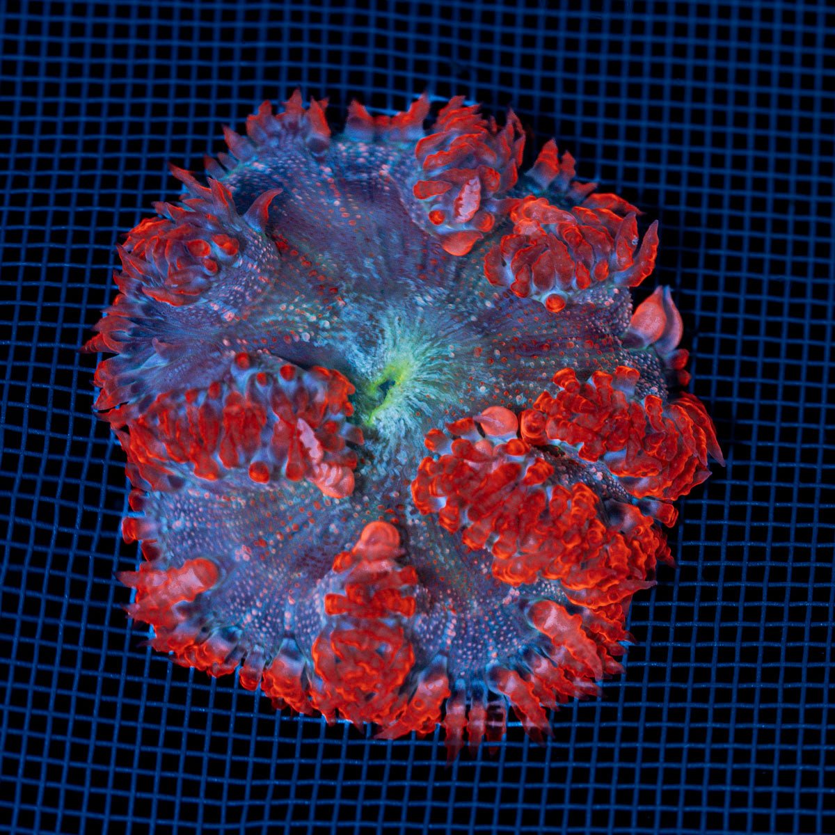 Rock Flower Anemone with colorful oral disc in reef aquarium