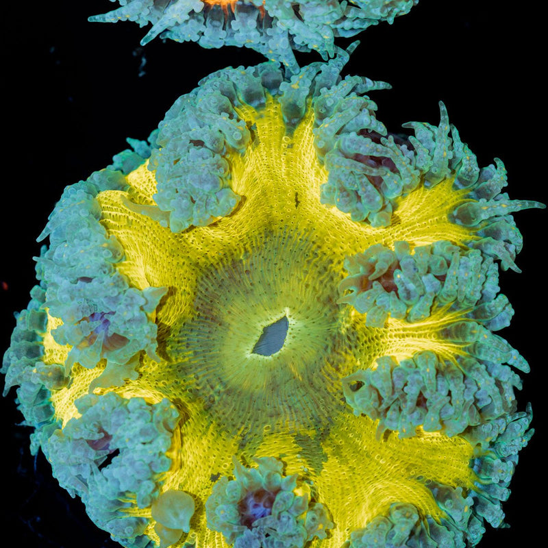 Rock Flower Anemone with oral disc in reef aquarium