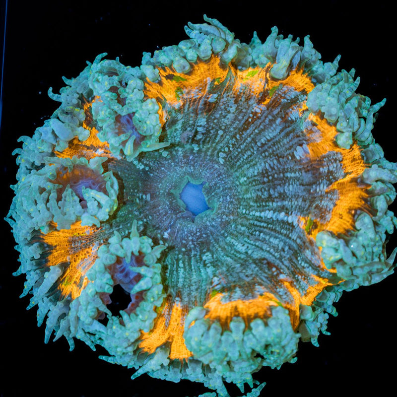 Rock Flower Anemone with oral disc in reef aquarium