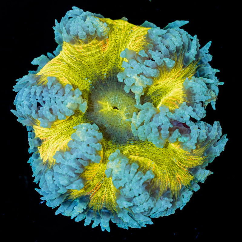 Rock Flower Anemone with oral disc in reef aquarium