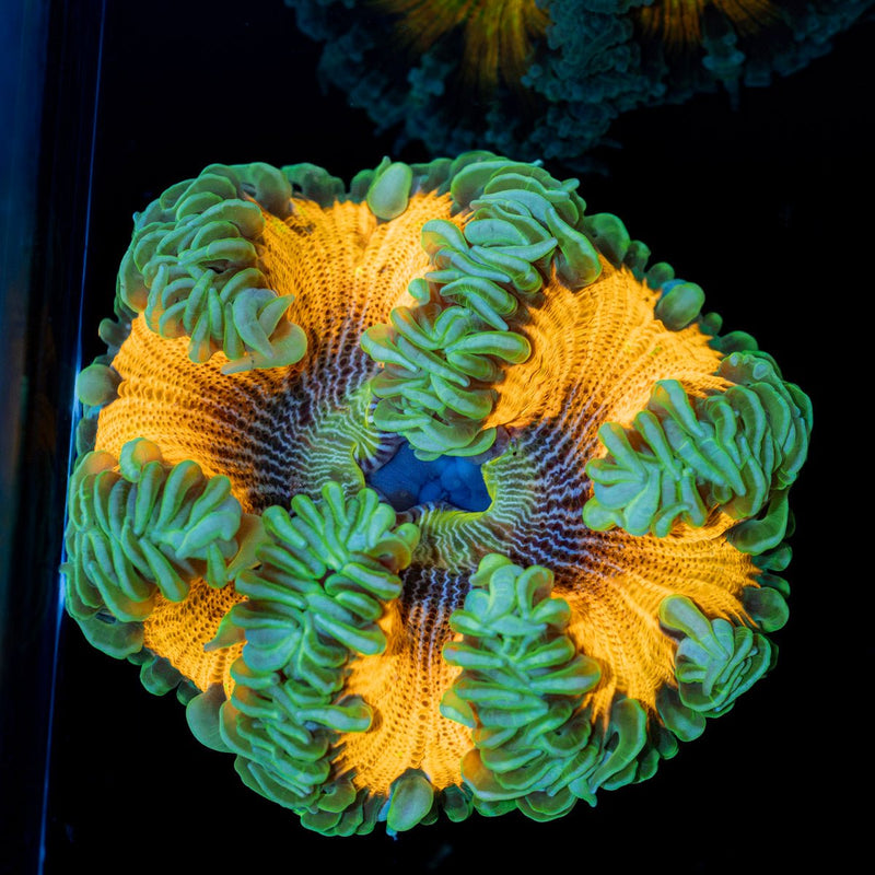 Rock Flower Anemone with oral disc in reef aquarium