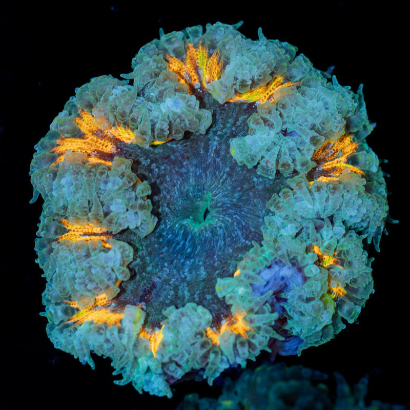Rock Flower Anemone with oral disc in reef aquarium