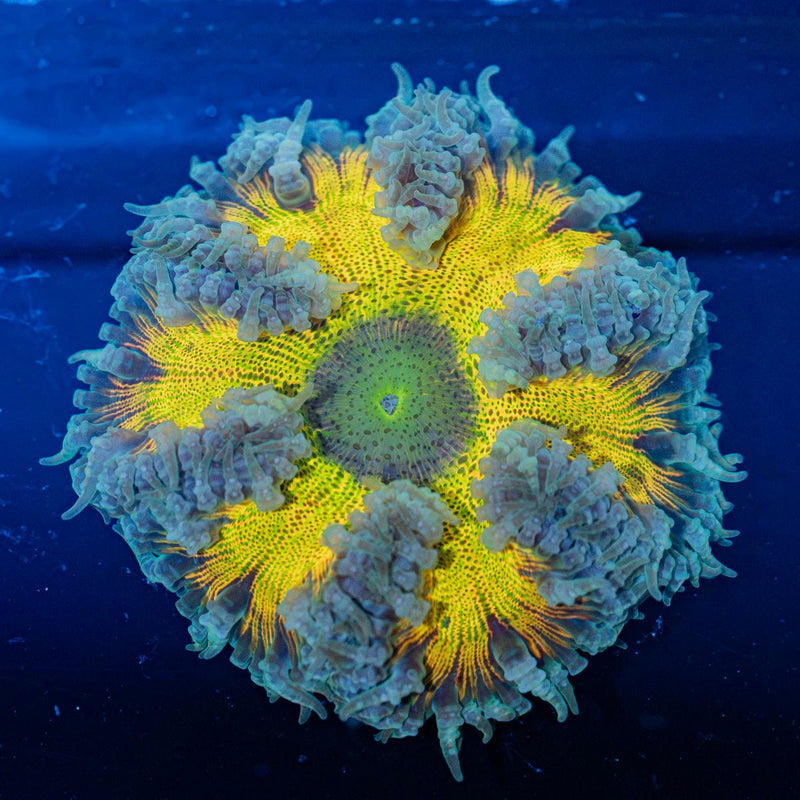 Rock Flower Anemone with oral disc in reef aquarium