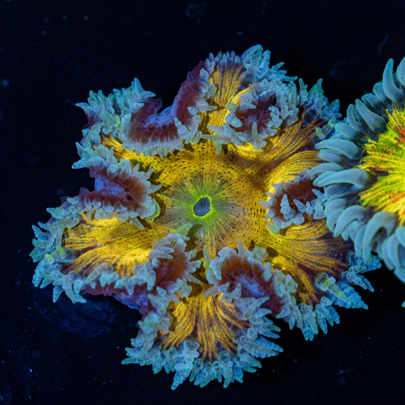 Rock Flower Anemone with oral disc in reef aquarium