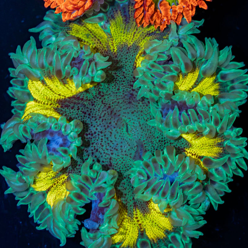 Rock Flower Anemone with oral disc in reef aquarium