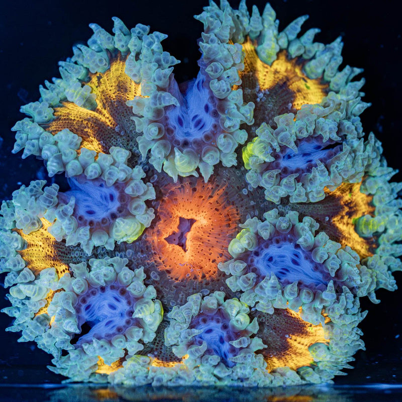 Rock Flower Anemone with oral disc in reef aquarium