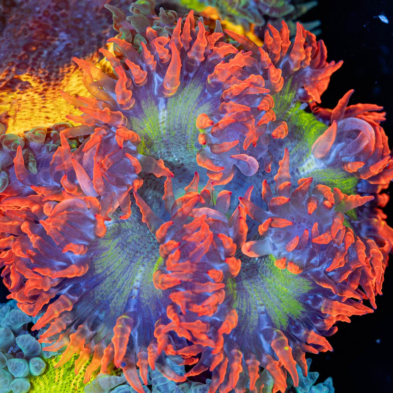 Rock Flower Anemone with oral disc in reef aquarium