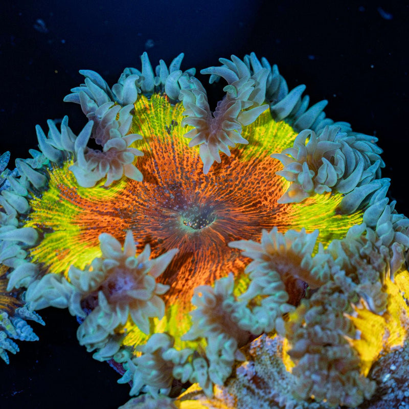 Rock Flower Anemone with oral disc in reef aquarium