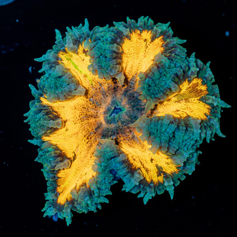 Rock Flower Anemone with colorful oral disc in reef aquarium