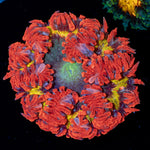 Rock Flower Anemone with colorful oral disc in reef aquarium
