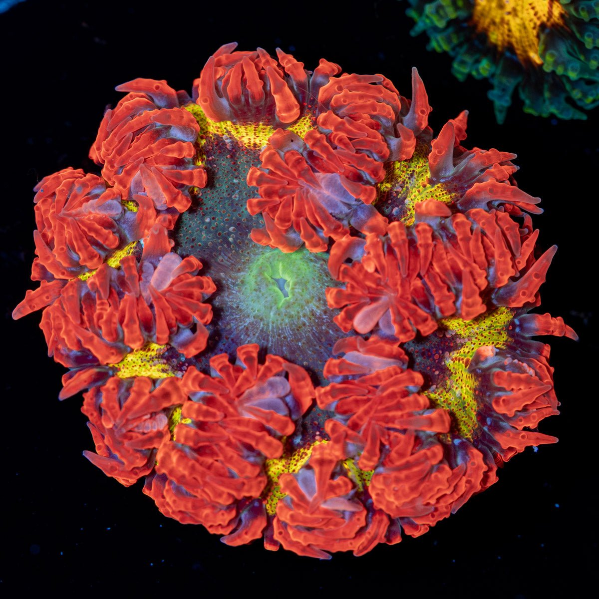 Rock Flower Anemone with colorful oral disc in reef aquarium
