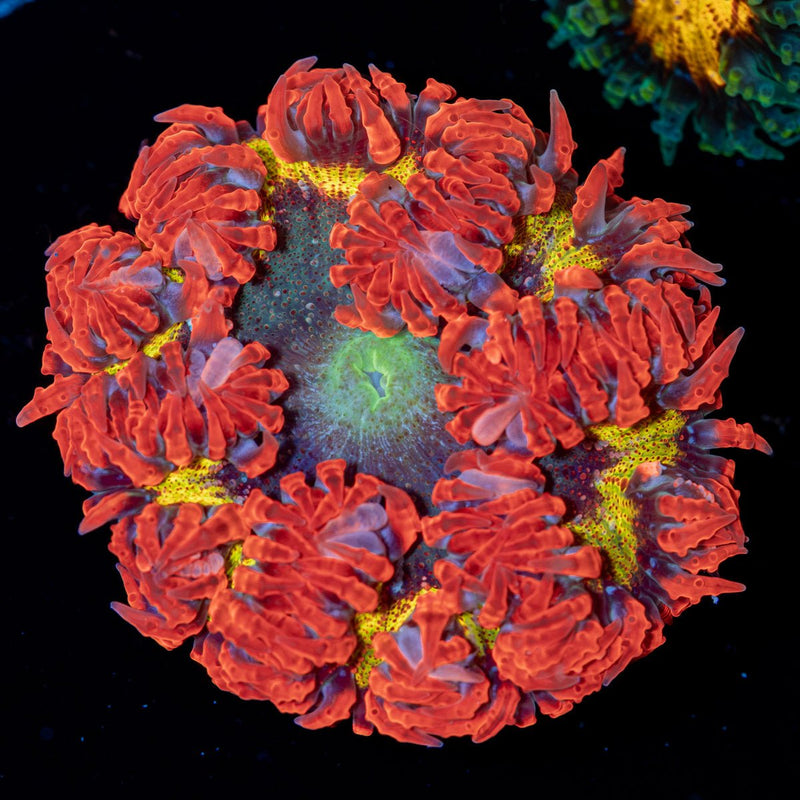 Rock Flower Anemone with colorful oral disc in reef aquarium