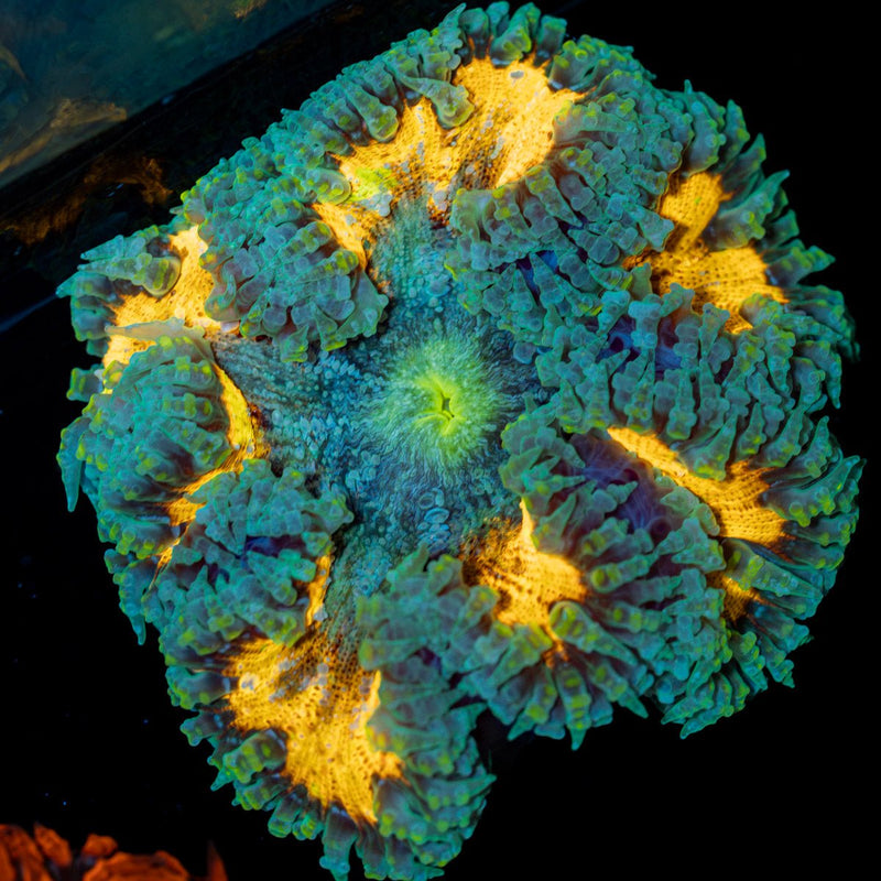 Rock Flower Anemone with colorful oral disc in reef aquarium