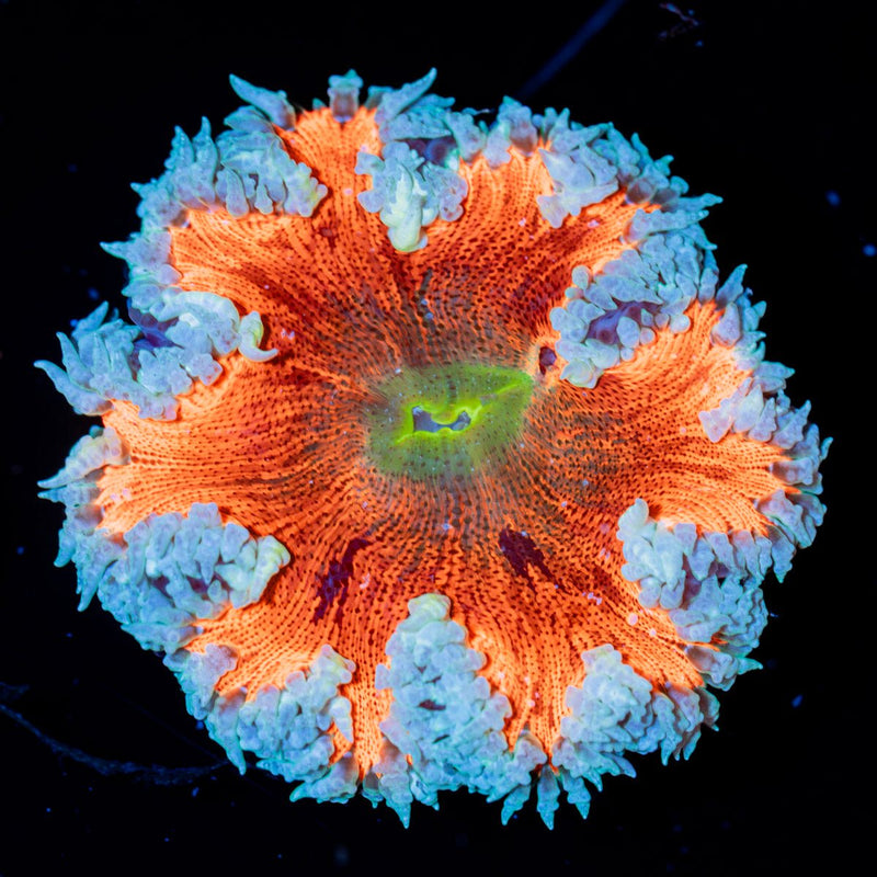 Rock Flower Anemone with colorful oral disc in reef aquarium