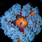 Rock Flower Anemone with colorful oral disc in reef aquarium
