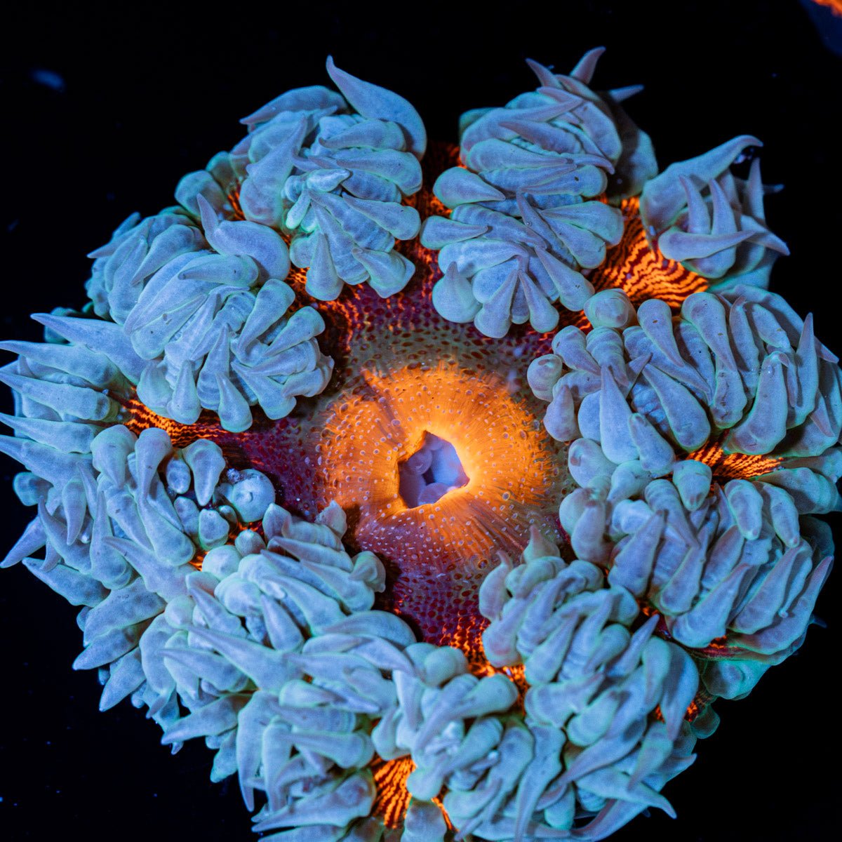 Rock Flower Anemone with colorful oral disc in reef aquarium