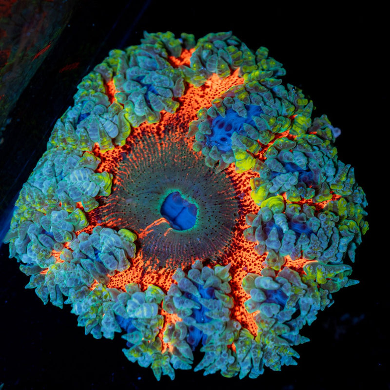 Rock Flower Anemone with colorful oral disc in reef aquarium