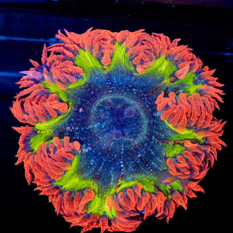 Rock Flower Anemone with colorful oral disc in reef aquarium
