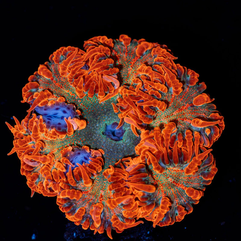 Rock Flower Anemone with colorful oral disc in reef aquarium