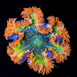 Rock Flower Anemone with colorful oral disc in reef aquarium