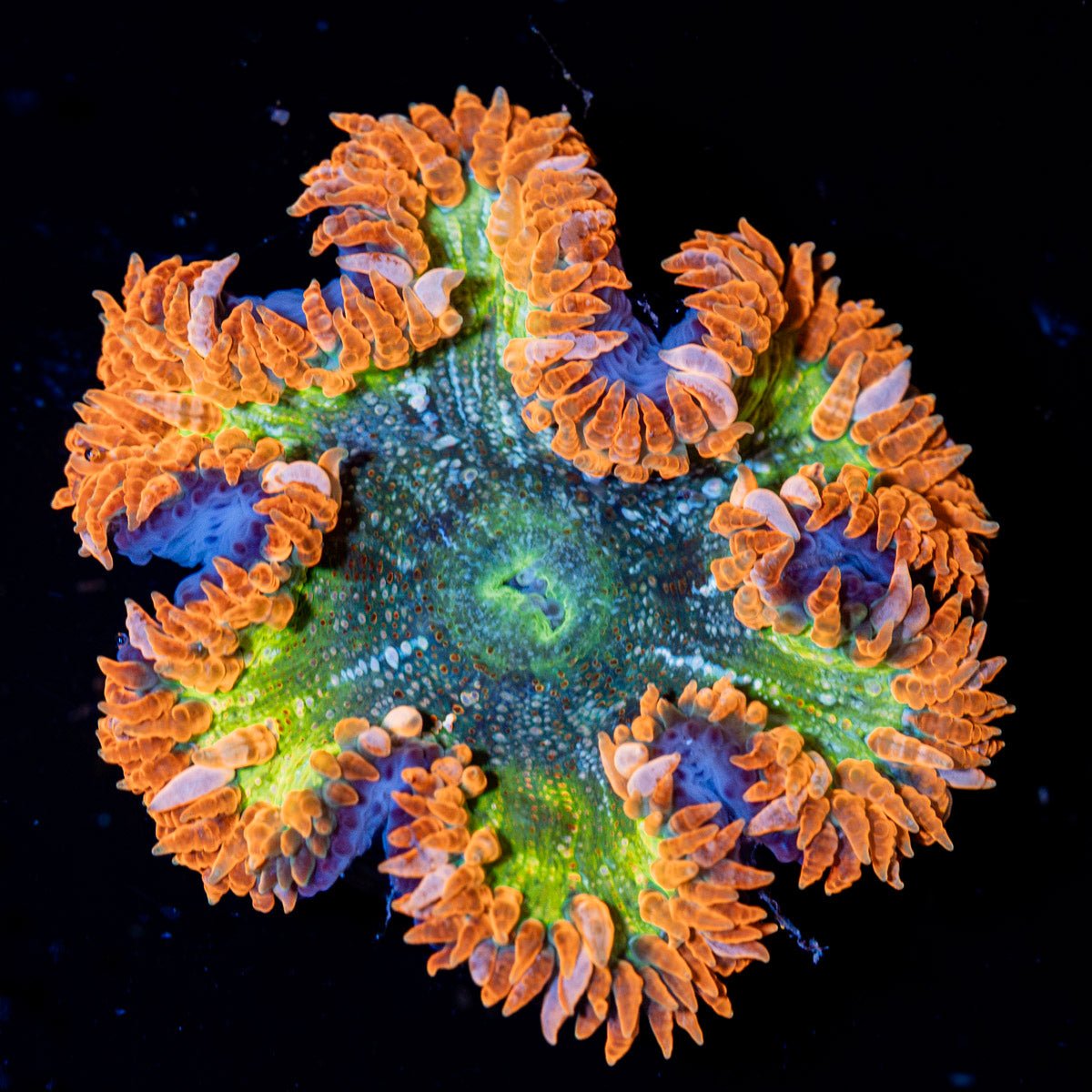 Rock Flower Anemone with colorful oral disc in reef aquarium